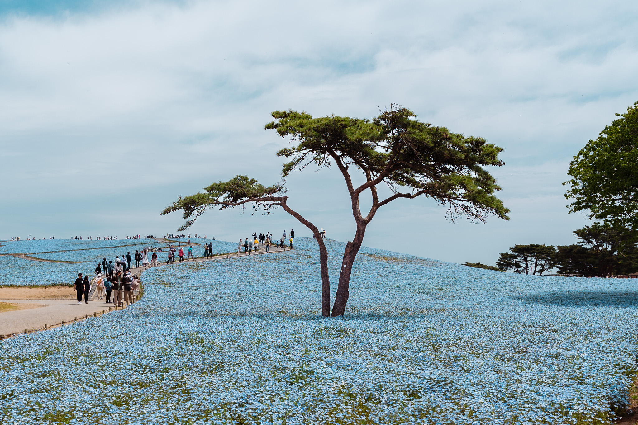 némophiles japon