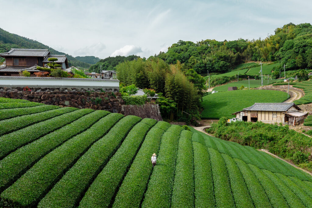 8 lieux pour admirer les champs de thé au Japon