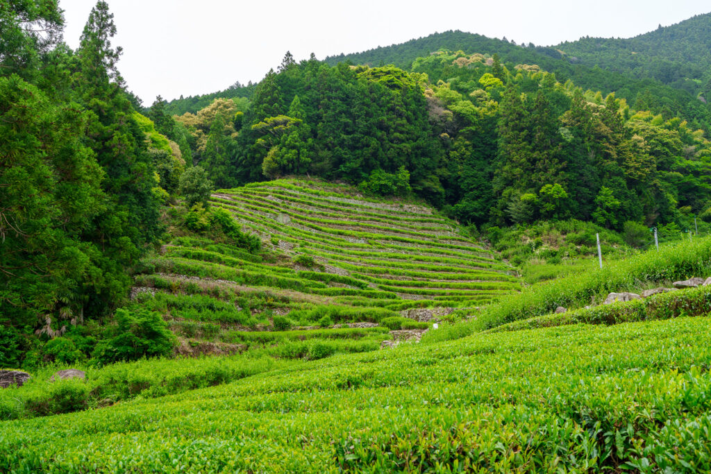 shizuoka plantation de thé
