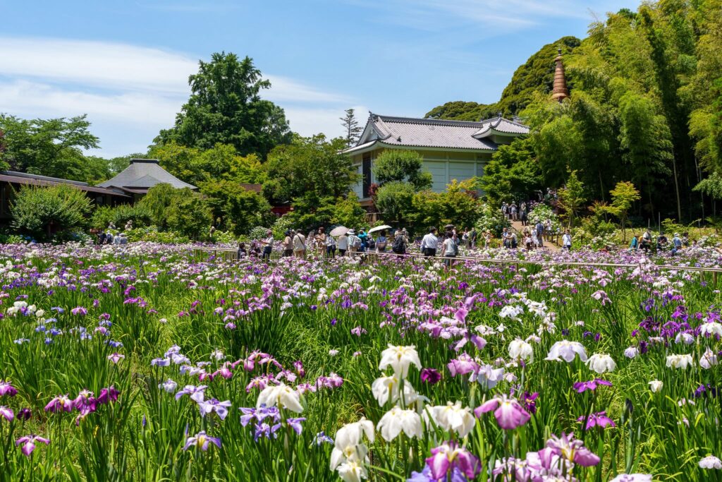 12 lieux pour profiter des iris au Japon en 2024