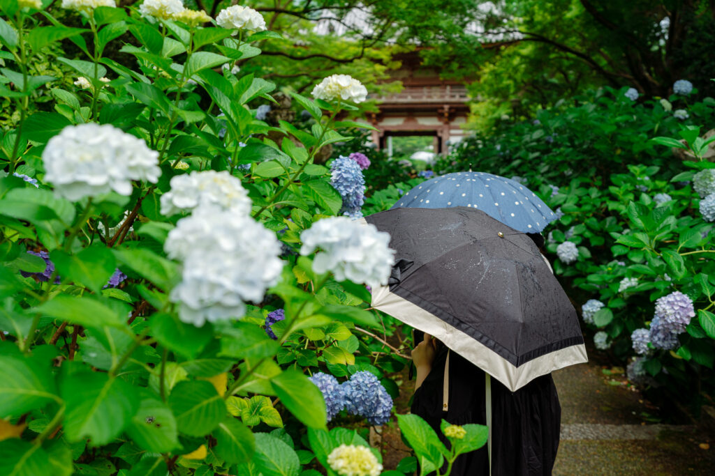 parapluie japonais