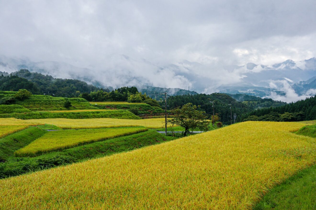 15 lieux pour admirer les rizières au Japon | Ichiban Japan