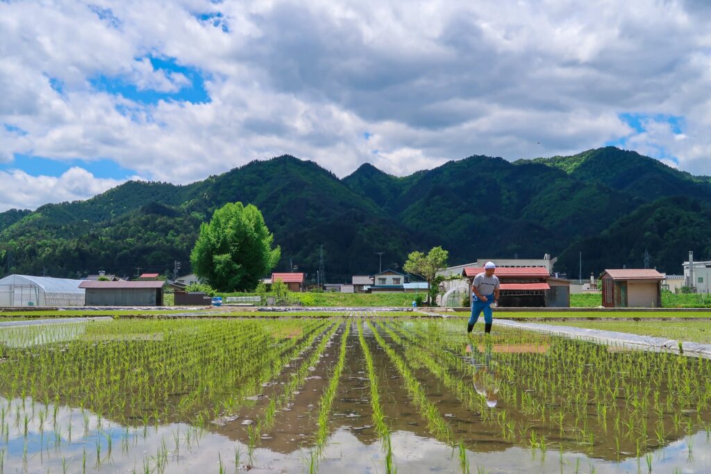 rizières japon