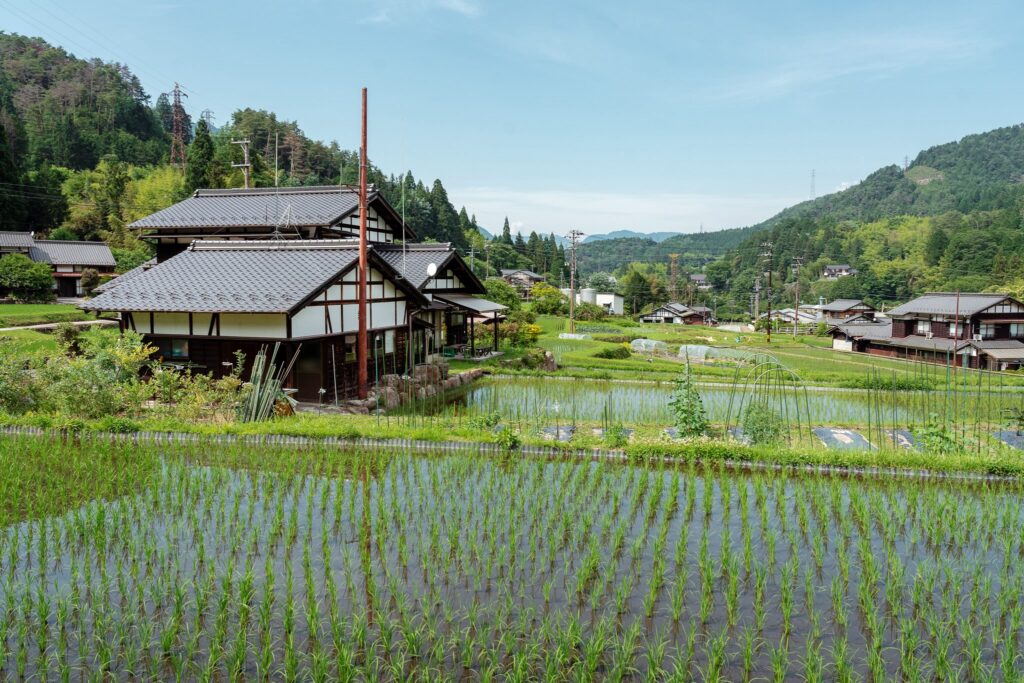 rizières au japon