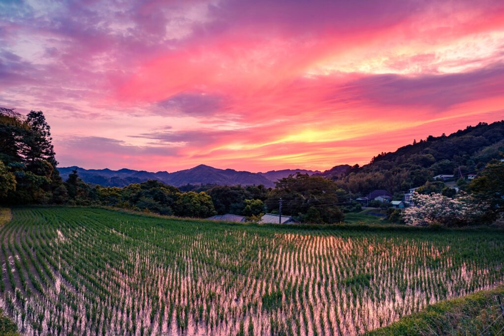 15 lieux pour admirer les rizières au Japon