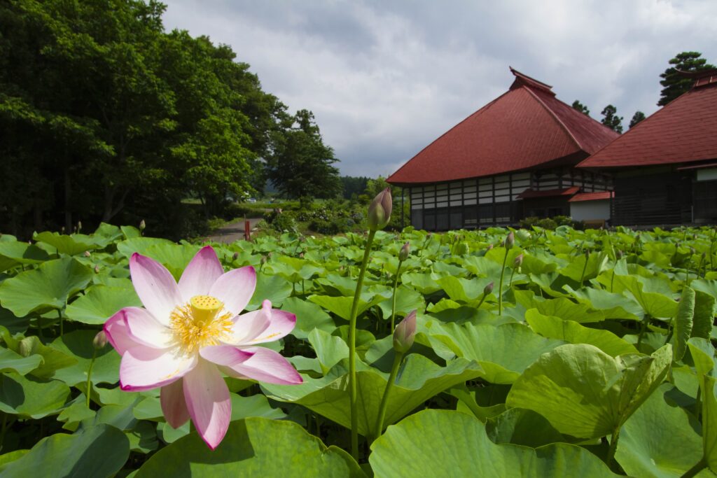 temple tosenji lotus