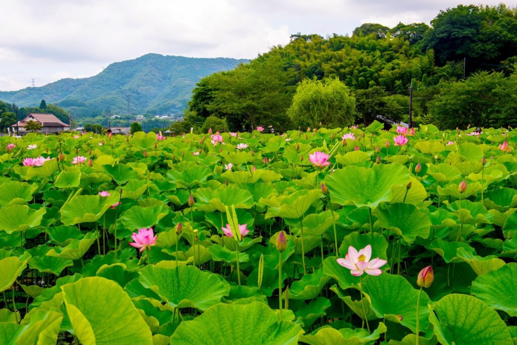 lotus usuki