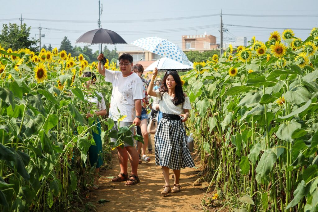 12 lieux pour profiter des tournesols au Japon en 2024