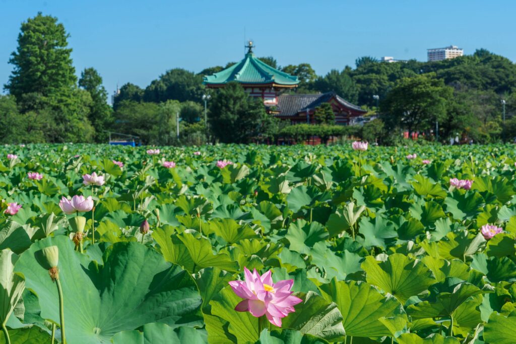 lotus shinobazu