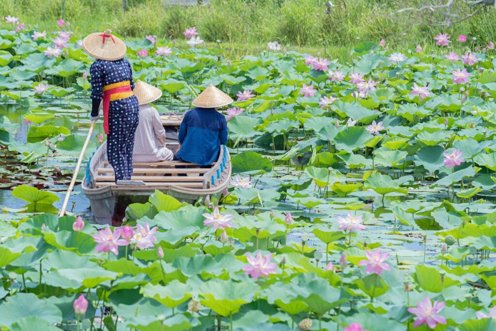 lotus suigo sawara