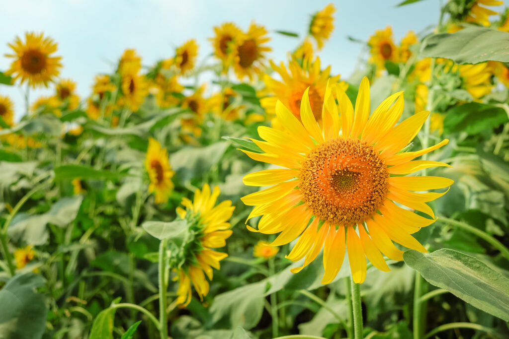 tournesol japon