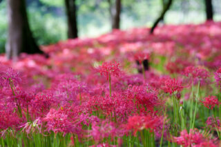 higanbana japon