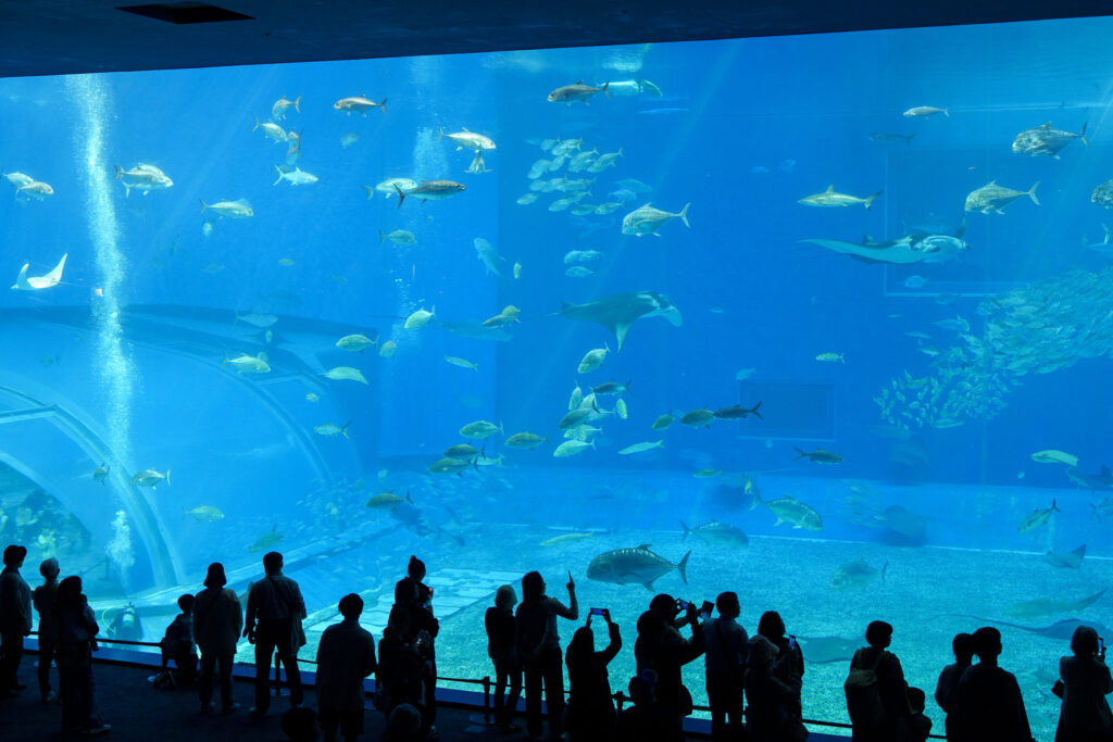 aquarium okinawa churaumi