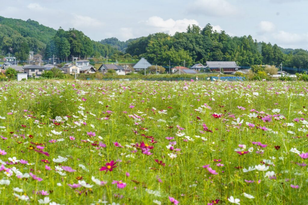 les cosmos au japon