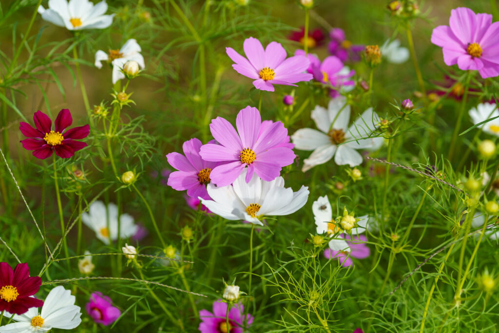 fleur cosmos