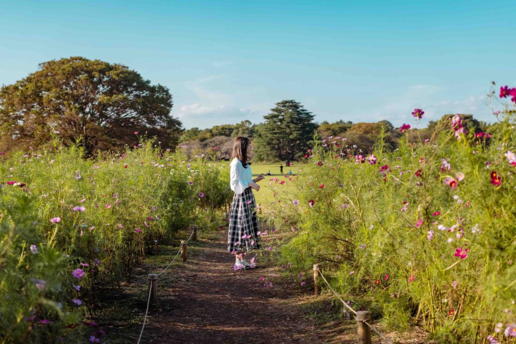 showa kinen koen cosmos