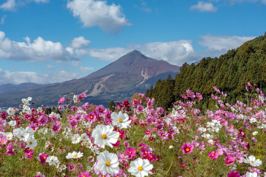 cosmos inawashiro fukushima