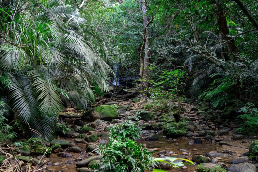 iriomote jungle okinawa