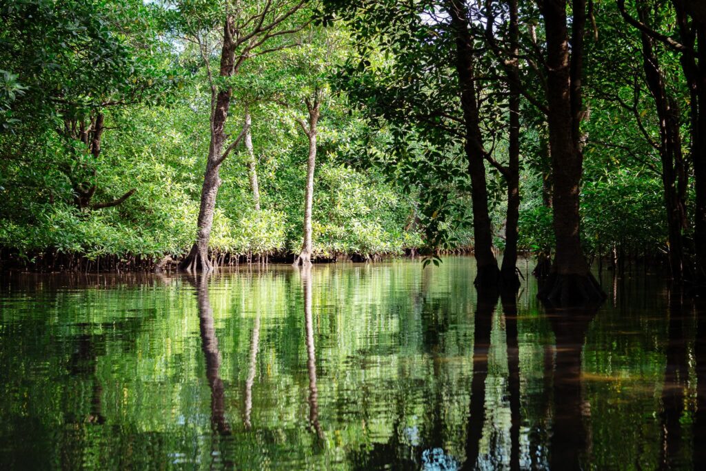 iriomote mangrove