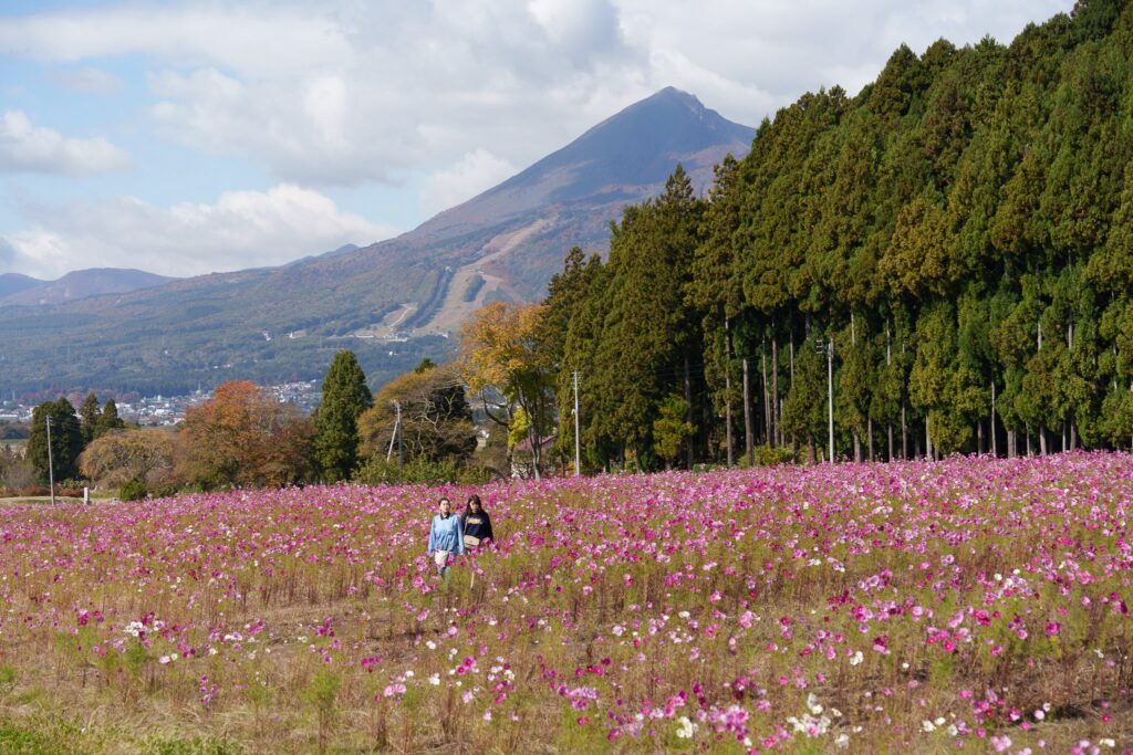 12 lieux pour profiter des cosmos au Japon en 2024