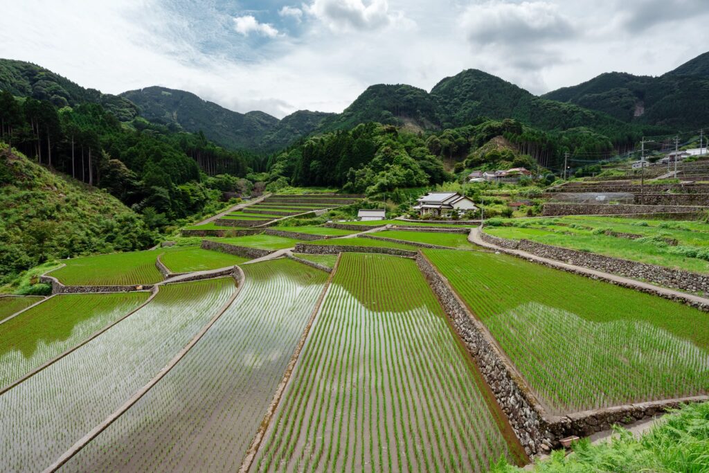 rizières de take fukuoka