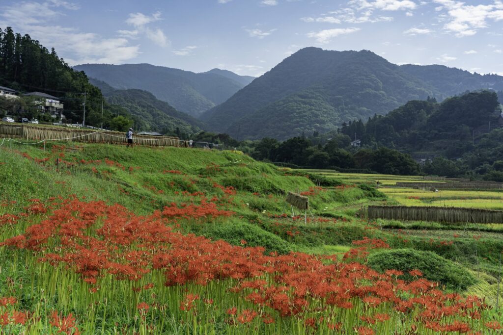 higanbana terasaka tanada