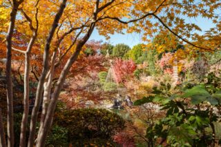 l'automne au Japon