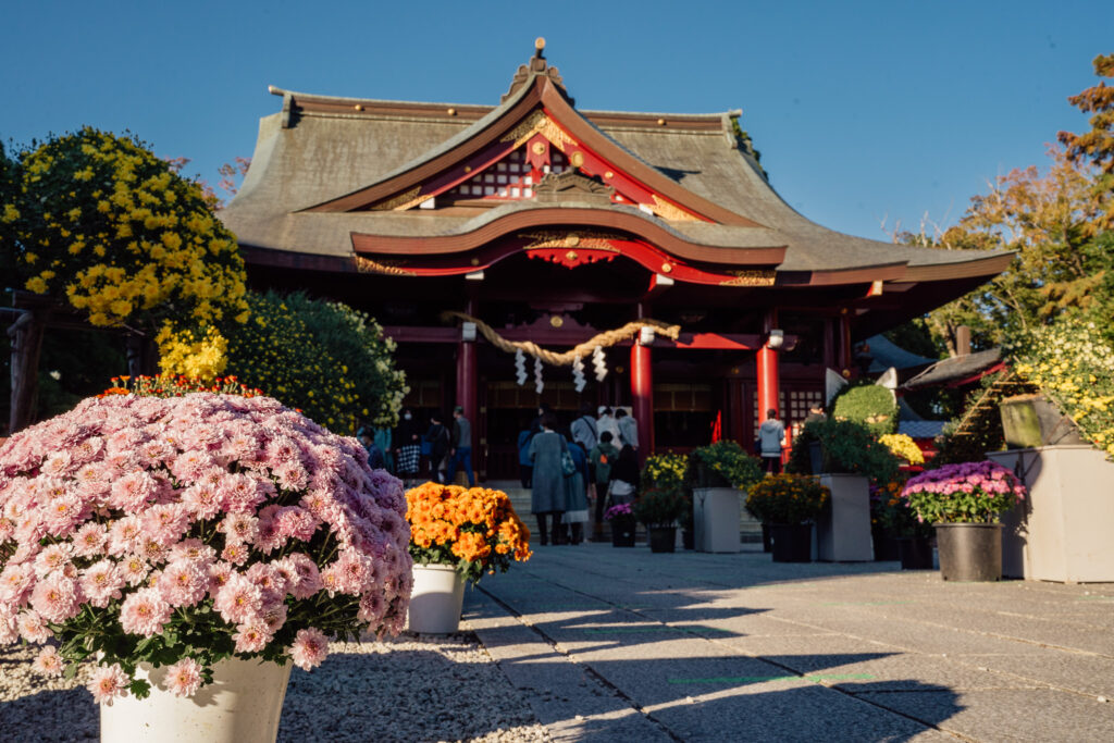 chrysanthème kiku