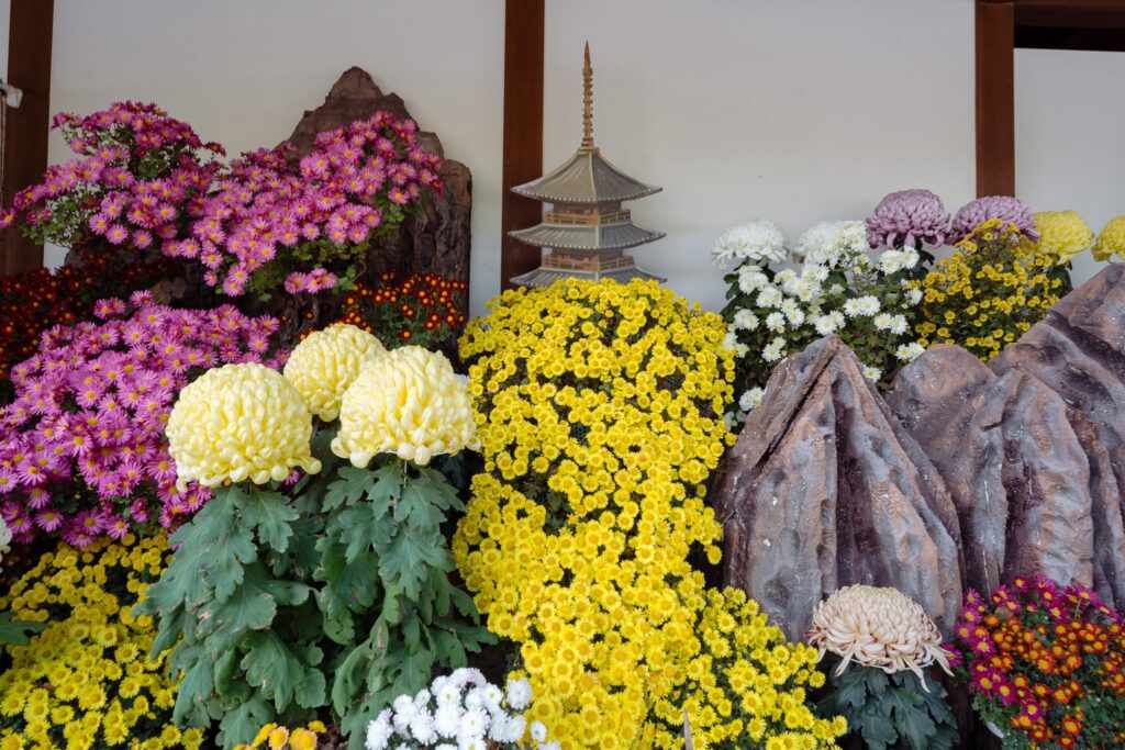 12 lieux pour profiter des chrysanthèmes au Japon en 2024