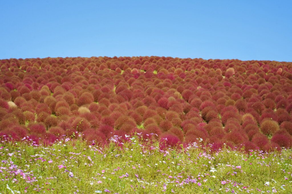 kochia cosmos japon