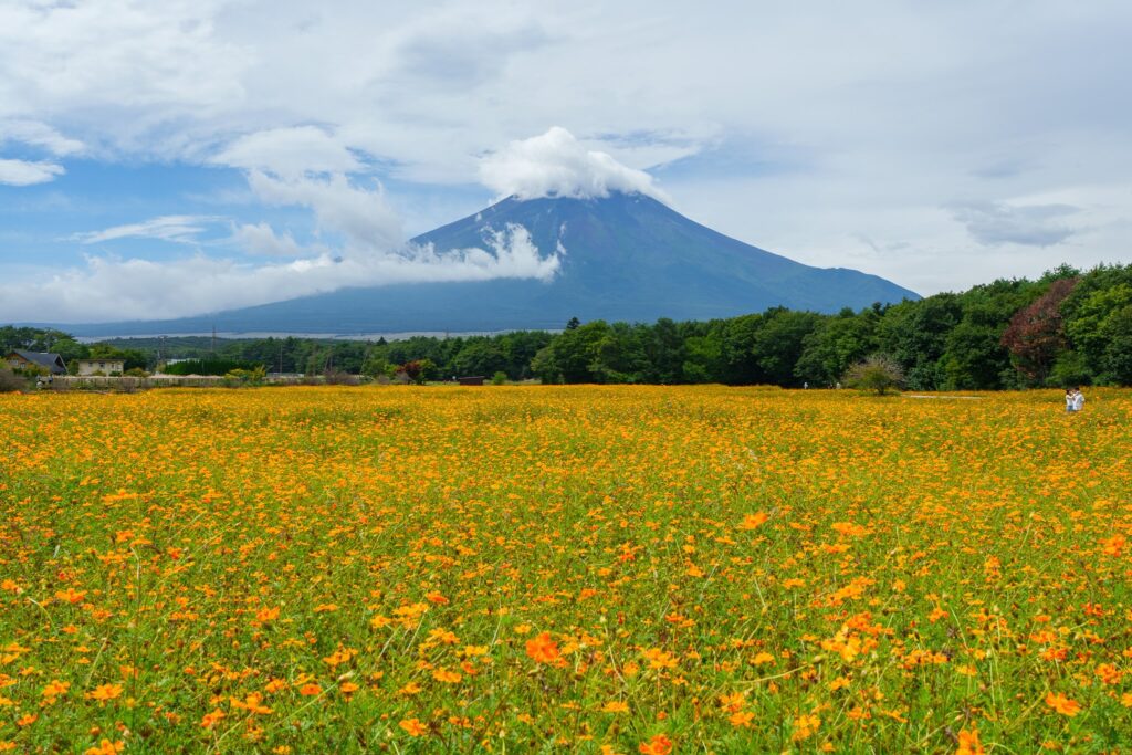 cosmos hananomiyako koen