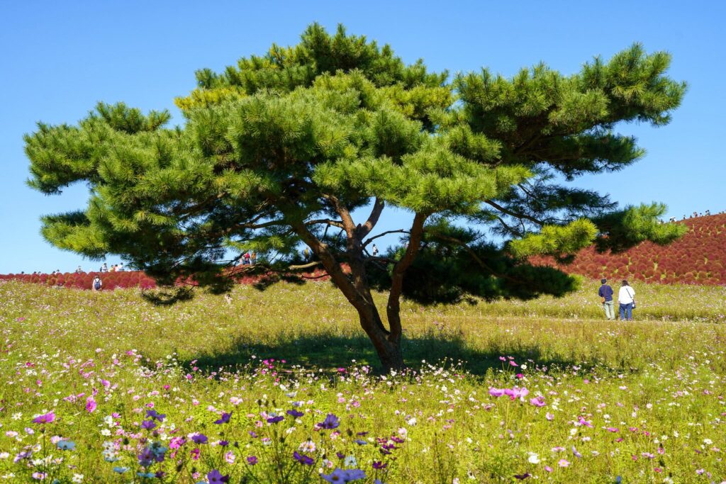 cosmos hitachi seaside park