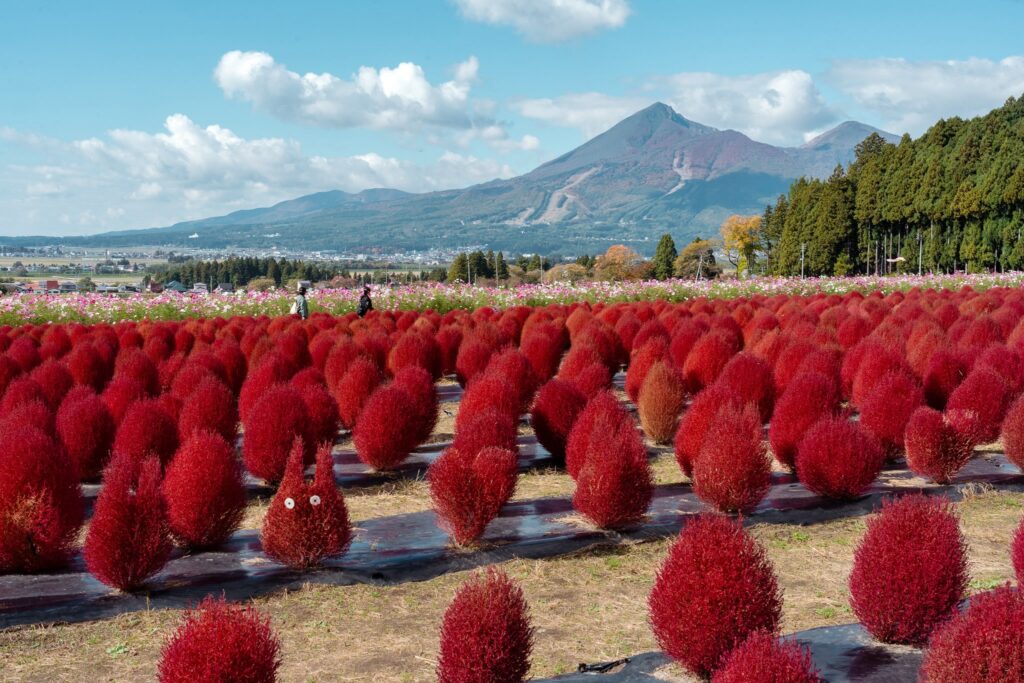 inawashiro herb garden kochia