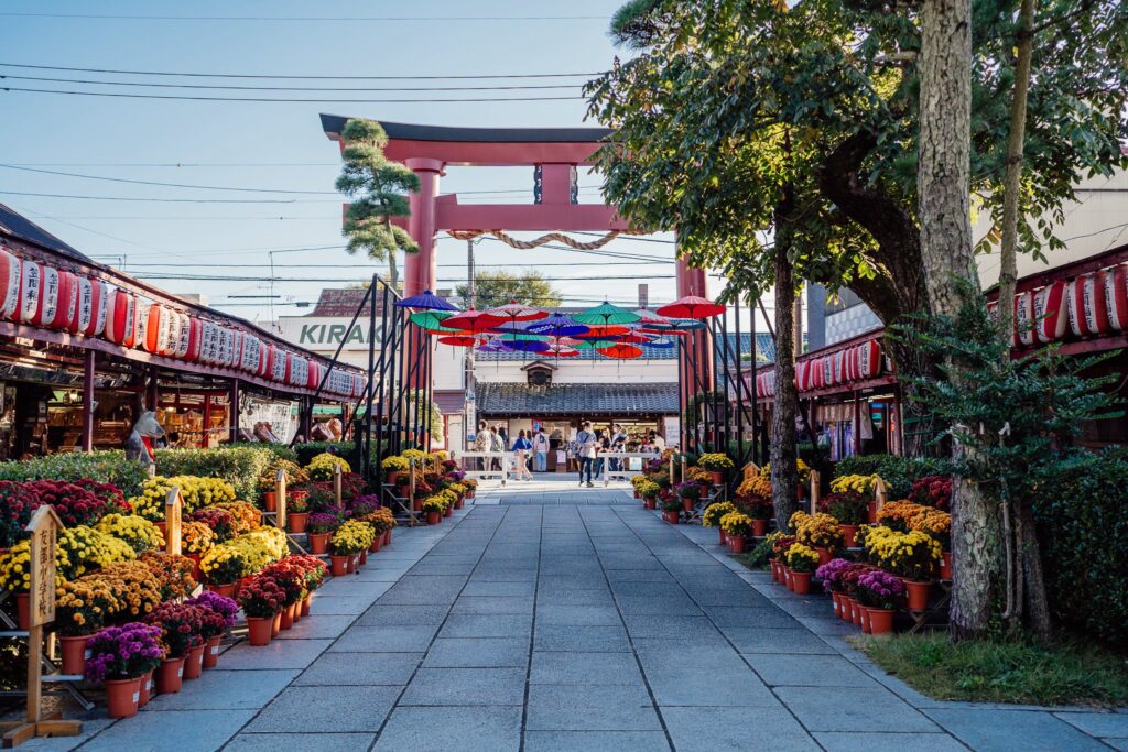 kasama inari chrysanthèmes