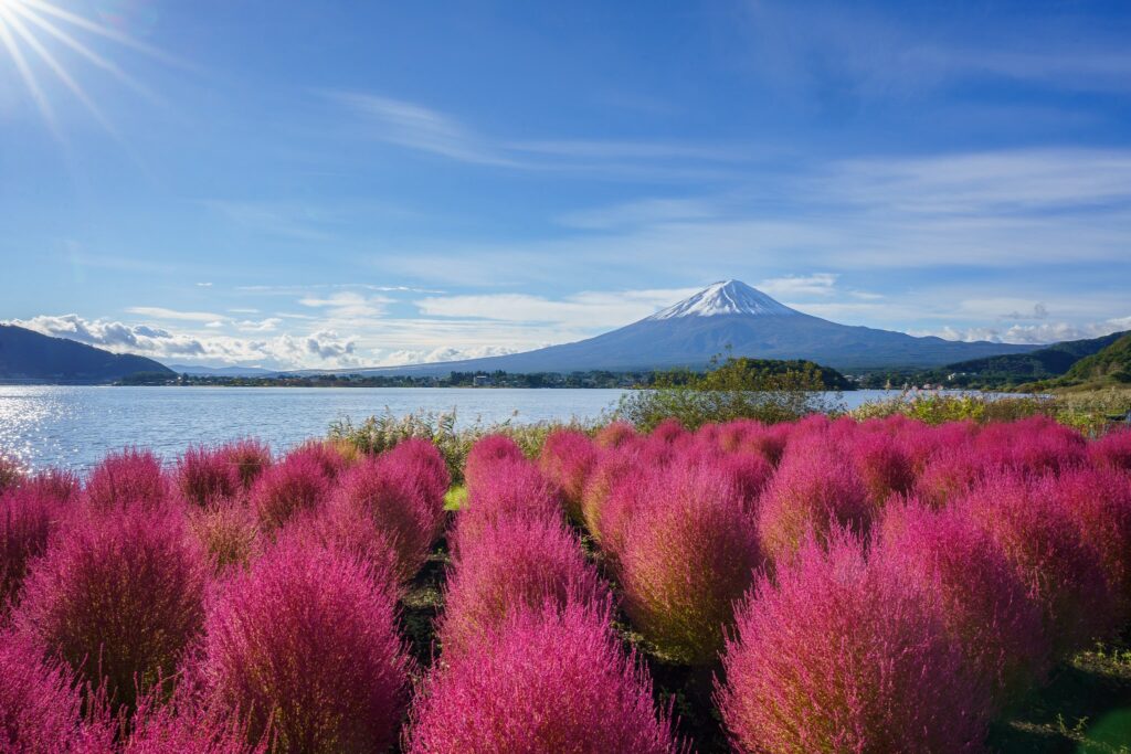 kochia japon