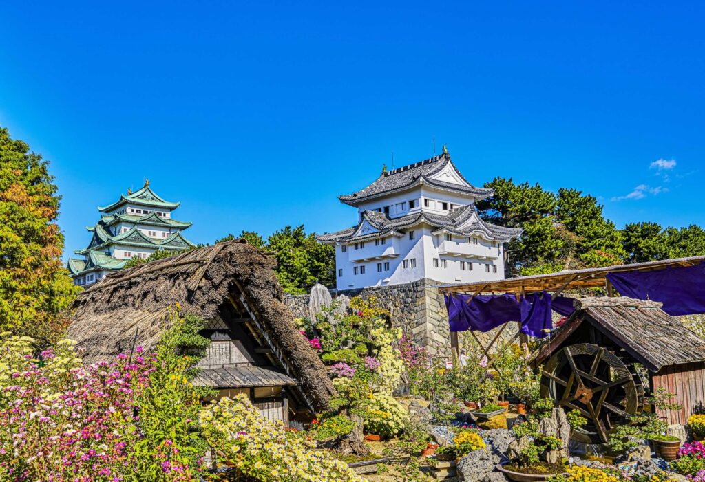 chrysanthèmes nagoya