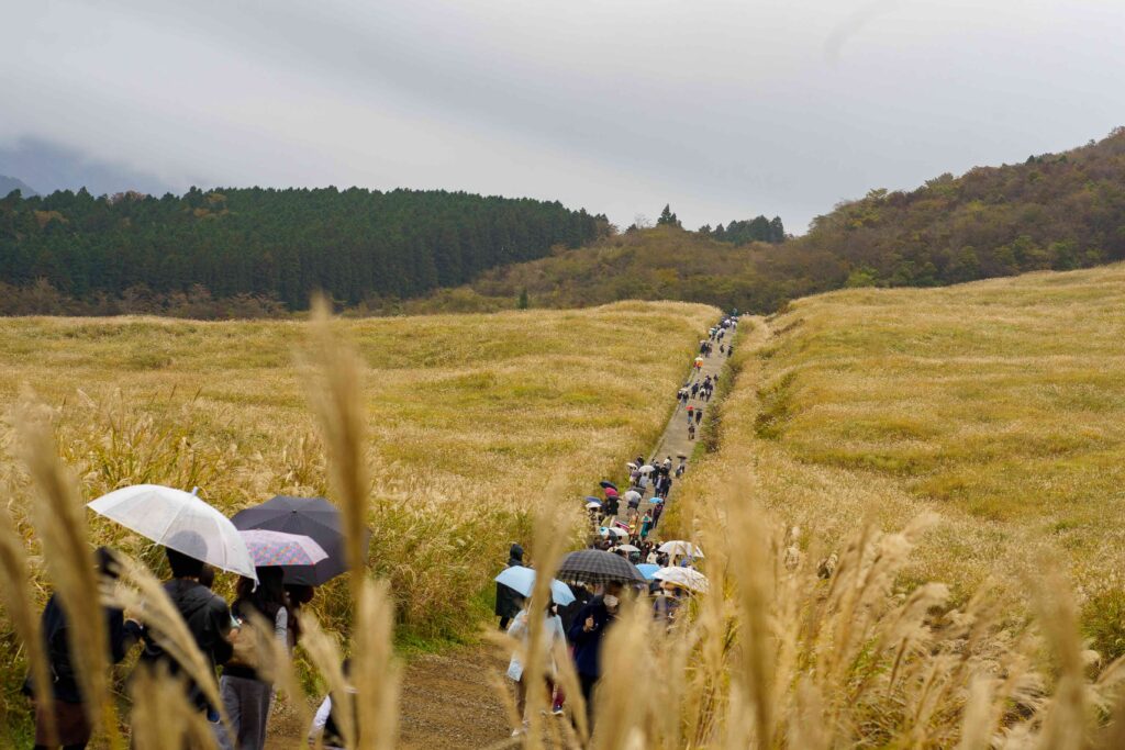 hakone sengokuhara susuki