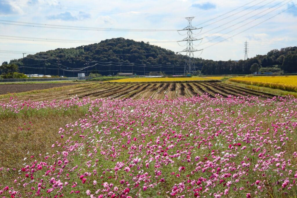 japon cosmos