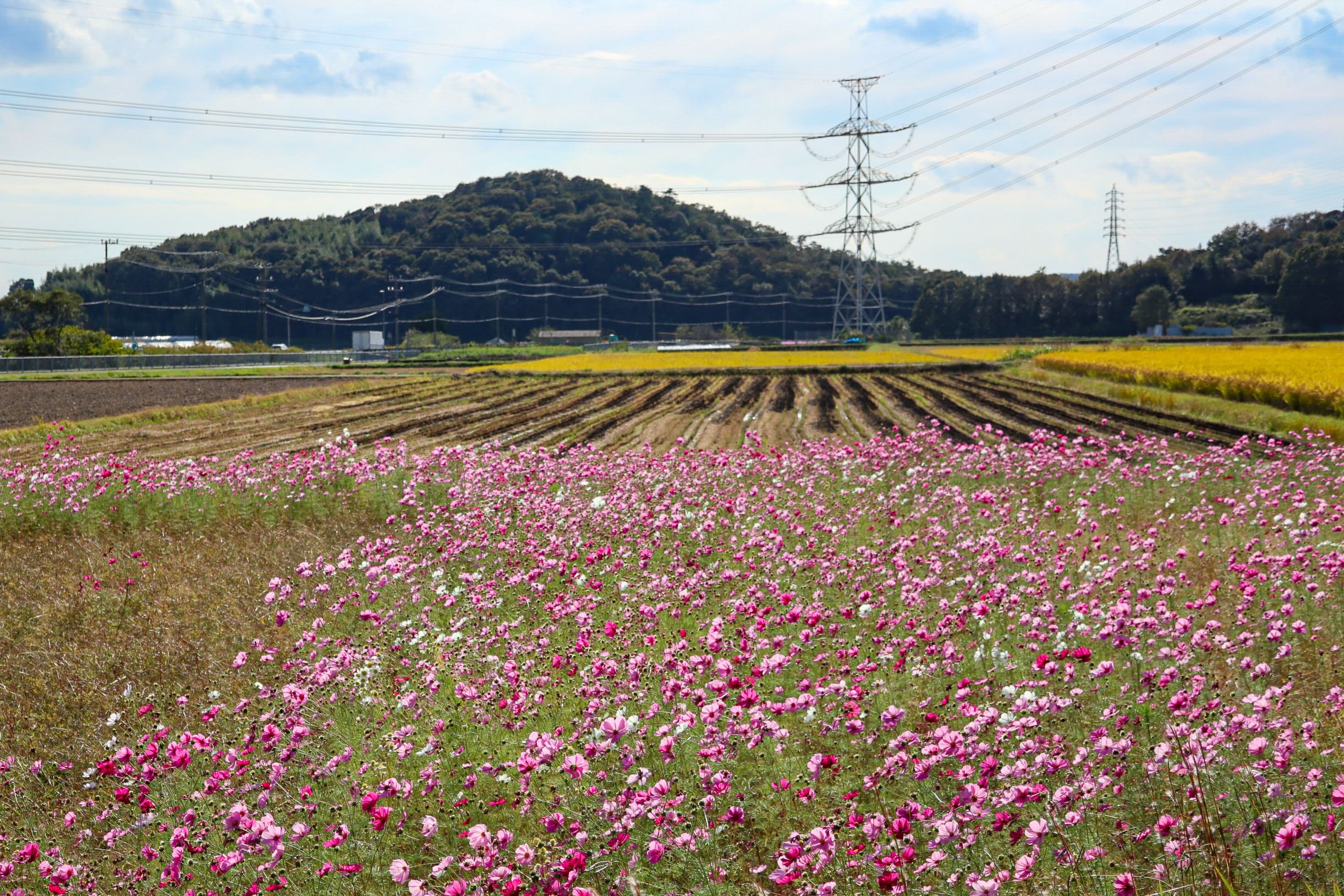 japon cosmos