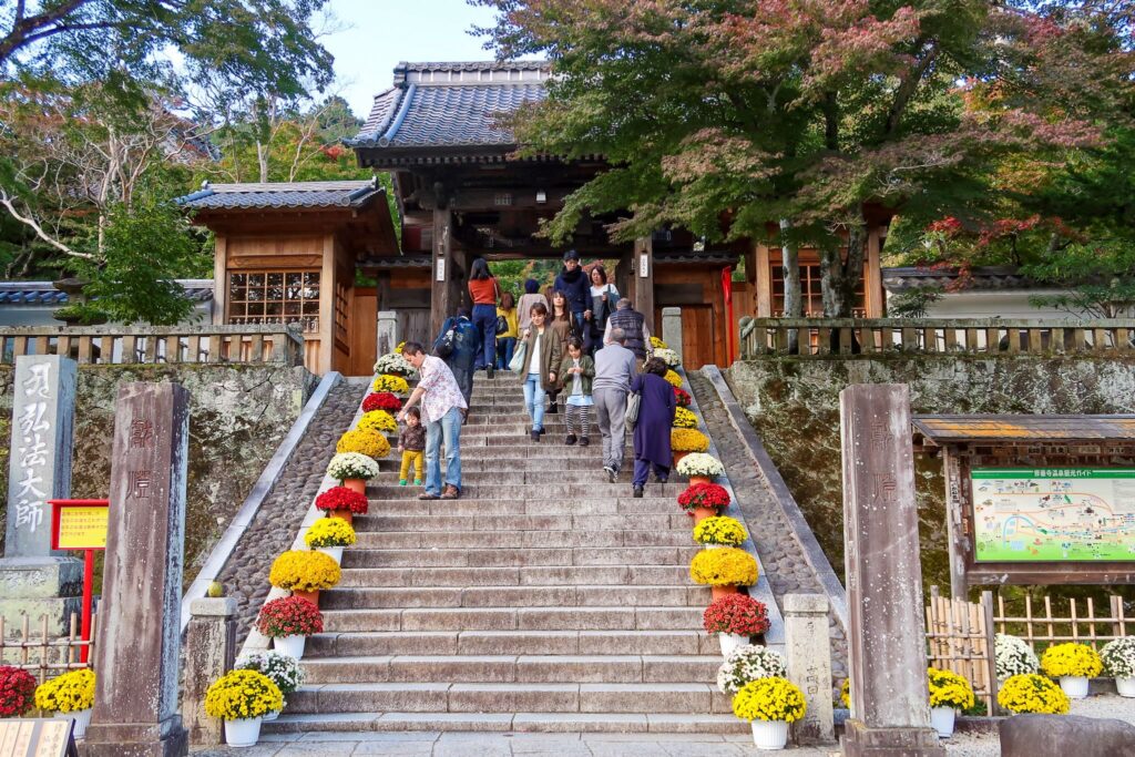 chrysanthèmes shuzenji onsen