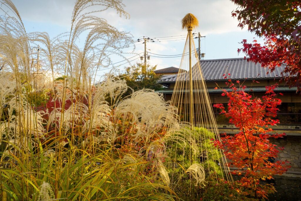 automne japon susuki