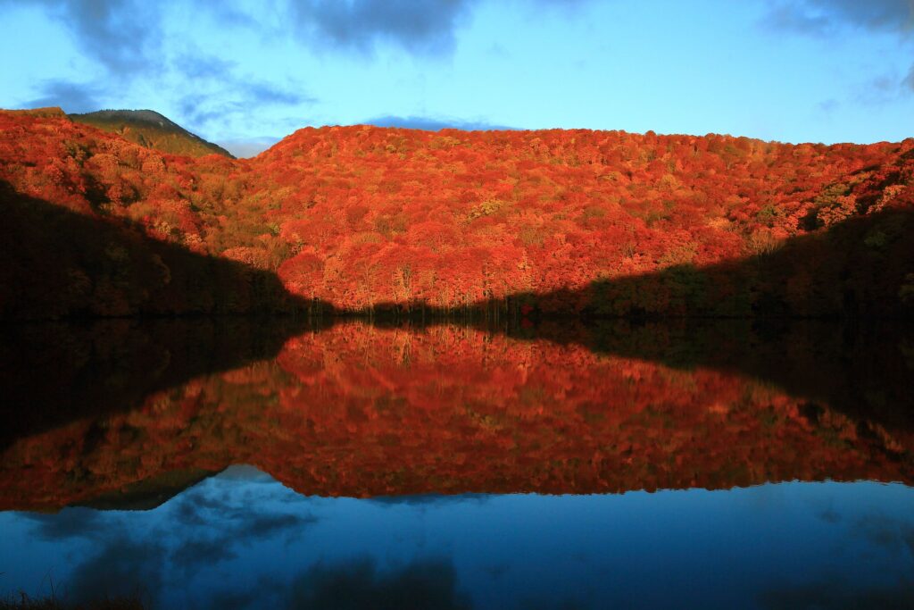 automne tsutanuma