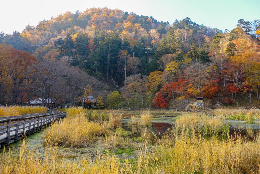 nikko automne