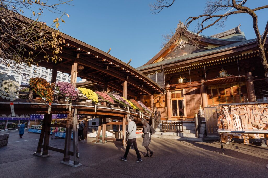 yushima chrysanthèmes