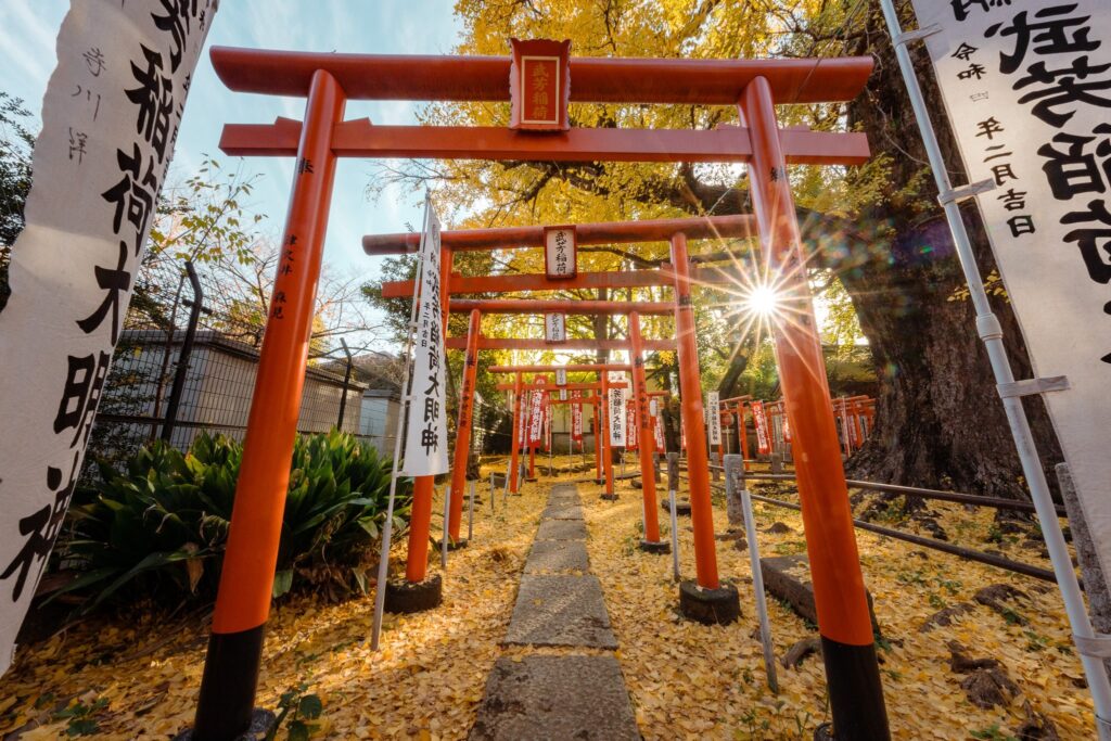 japon ginkgos