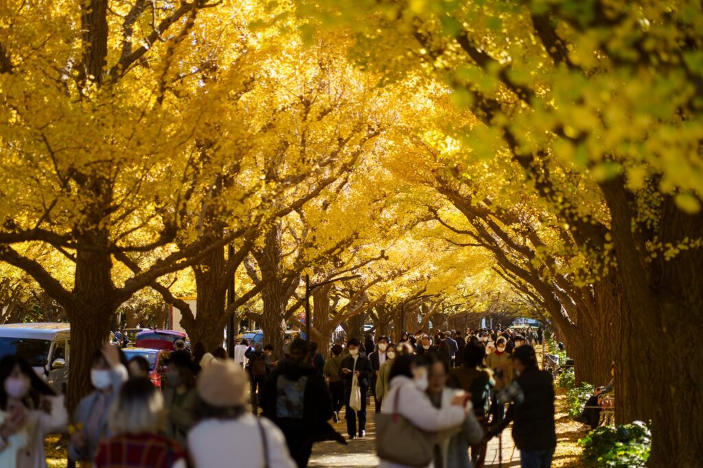 jingu gaien ichou namiki