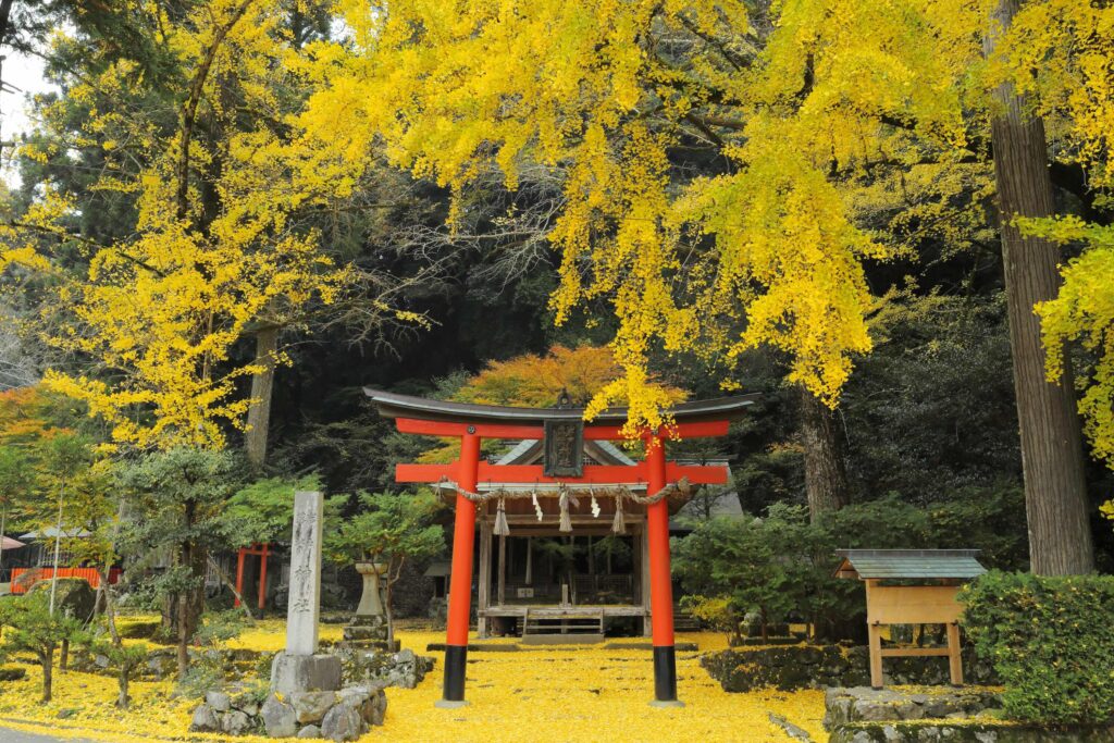 kyoto ginkgo iwato ochiba