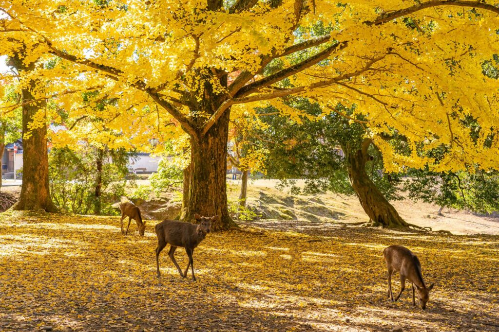 ginkgo nara