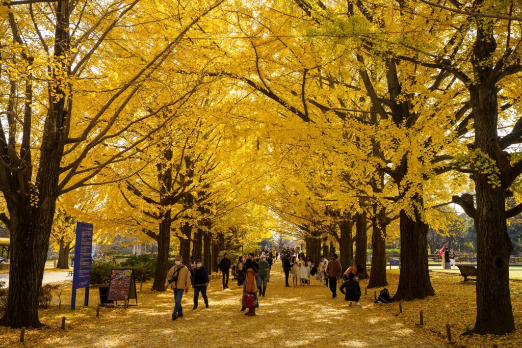 ginkgo Showa kinen koen