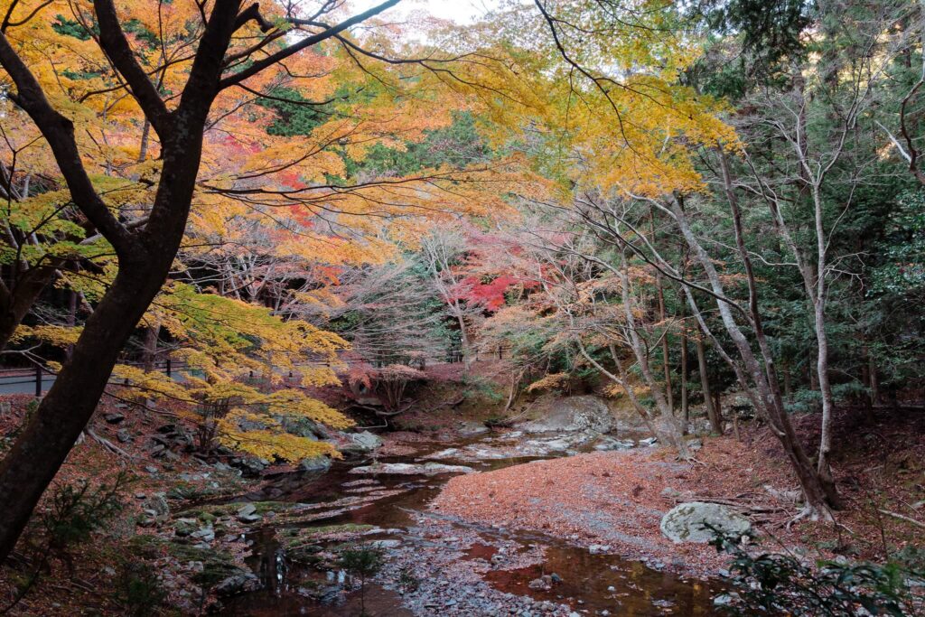 automne tsushima